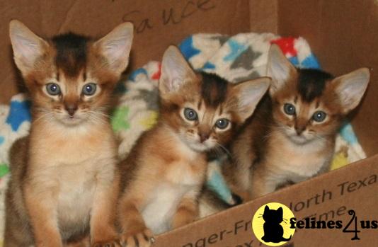 Abyssinian kitten for sale