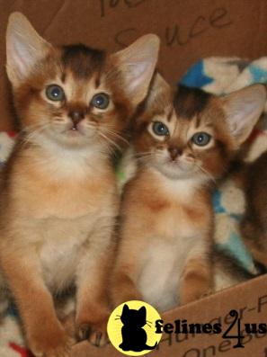 Abyssinian kitten for sale