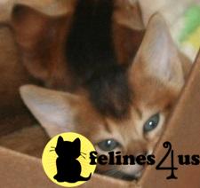 Abyssinian kitten for sale