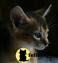 abyssinian kitten posted by moonlight farms