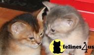 abyssinian kitten posted by moonlight farms