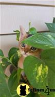 abyssinian kitten posted by moonlight farms