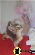 abyssinian kitten posted by moonlight farms