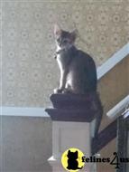 abyssinian kitten posted by moonlight farms