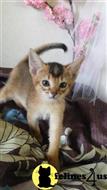 abyssinian kitten posted by moonlight farms
