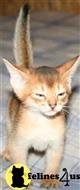 abyssinian kitten posted by moonlight farms