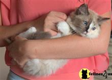 ragdoll kitten posted by jkbloyer