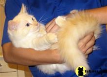 ragdoll kitten posted by jkbloyer