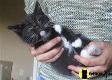 ragdoll kitten posted by jkbloyer