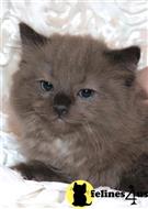 ragdoll kitten posted by jkbloyer