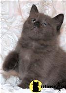 ragdoll kitten posted by jkbloyer