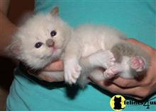 ragdoll kitten posted by jkbloyer