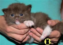 ragdoll kitten posted by jkbloyer