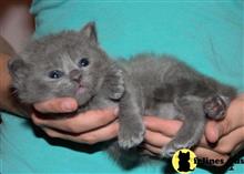 ragdoll kitten posted by jkbloyer