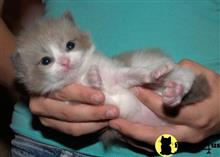 ragdoll kitten posted by jkbloyer