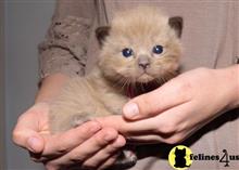ragdoll kitten posted by jkbloyer