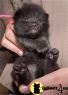 ragdoll kitten posted by jkbloyer