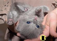 ragdoll kitten posted by jkbloyer