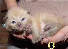 ragdoll kitten posted by jkbloyer