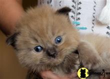 ragdoll kitten posted by jkbloyer